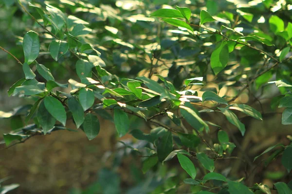 Planta Cerca Verde Naturaleza Aire Libre — Foto de Stock