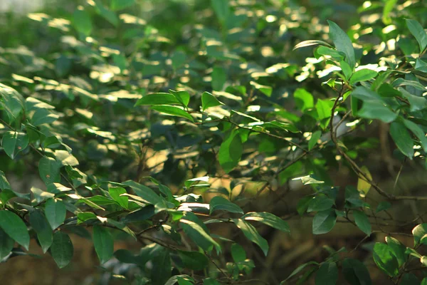 Close Green Nature Plant Outdoor — Stock Photo, Image