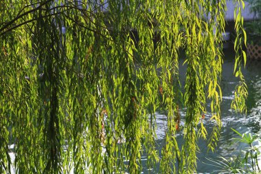 Ağlayan söğüt aka Salix babylonica Park