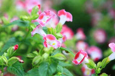 Çiçek alan hk, kowloon Park