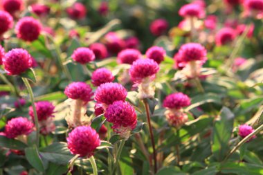 Çiçek alan hk, kowloon Park
