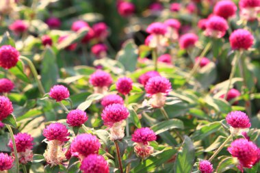 Çiçek alan hk, kowloon Park