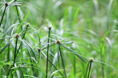 Doğa Çiçek ve bitki hong kong