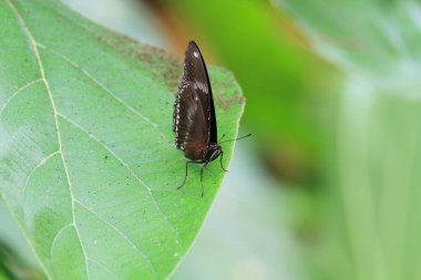 yeşil dünya, böcek doğa