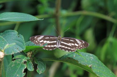Doğa Tsiu asmak hk, kelebek