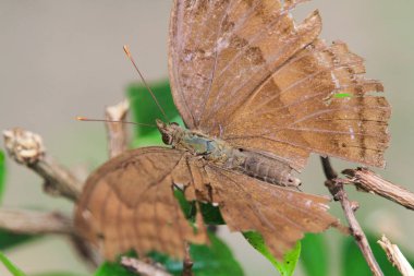 Ölü yaprak yeşil izole kelebek