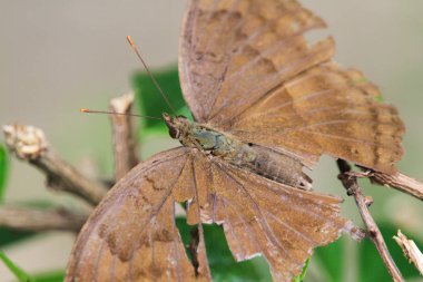 Ölü yaprak yeşil izole kelebek