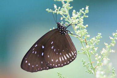 Doğa Tsiu asmak hk, kelebek