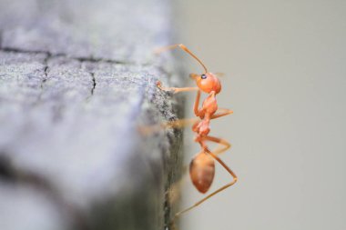 yakın up grubu sarı karınca