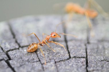 yakın up grubu sarı karınca