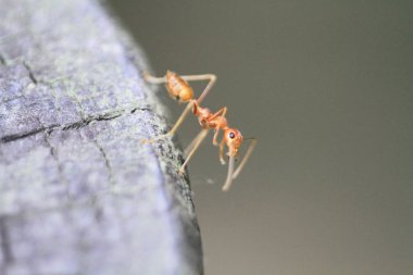 yakın up grubu sarı karınca