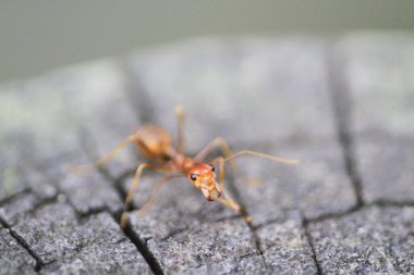 yakın up grubu sarı karınca