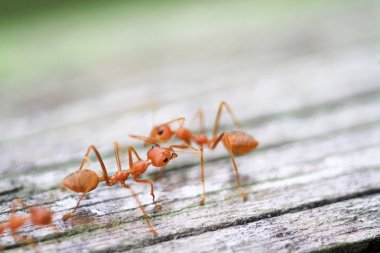 yakın up grubu sarı karınca