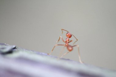 yakın up grubu sarı karınca