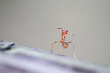 yakın up grubu sarı karınca