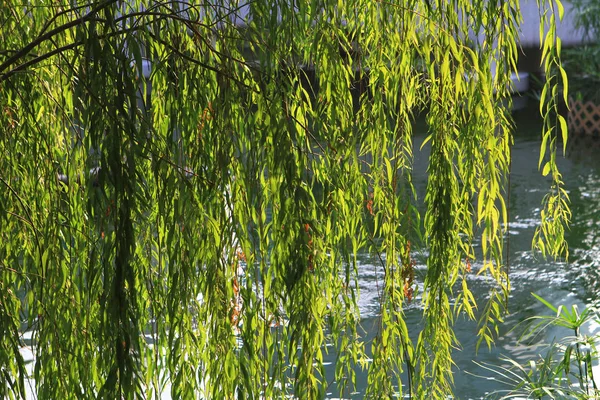 Ağlayan söğüt aka Salix babylonica Park