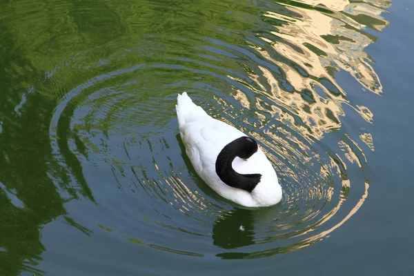 Cygnus Lago Parque Kowlonn — Fotografia de Stock