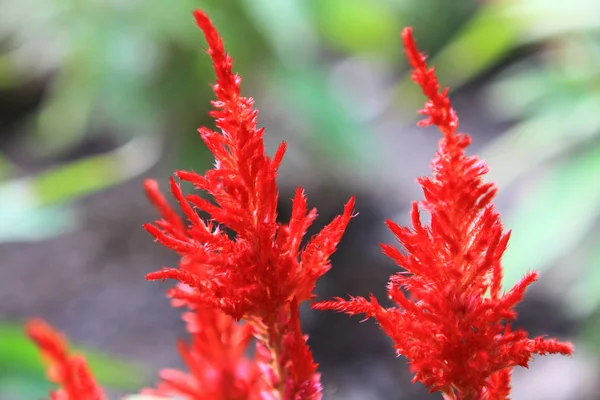 Güzel Kırmızı Çiçek Doğa Arka Zemin — Stok fotoğraf