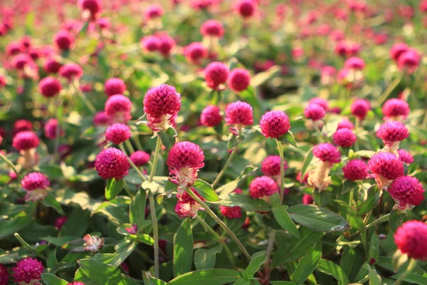 香港の九龍公園の花畑 — ストック写真