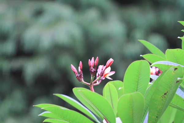 Nature Fleur Plante Hong Kong — Photo