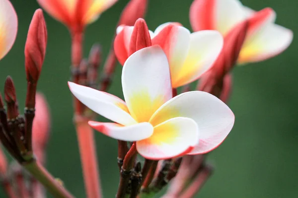 花と香港で植物の性質 — ストック写真