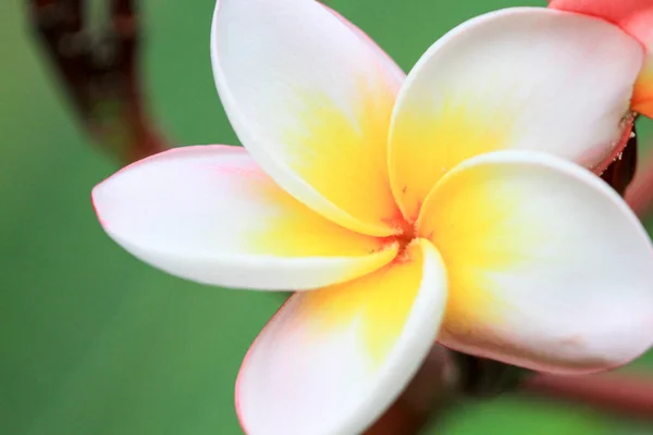 Vilket Slags Blommor Och Växter Hong Kong — Stockfoto