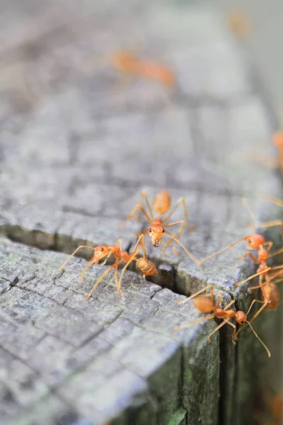 the fire ant teamwork in nature or in the garden