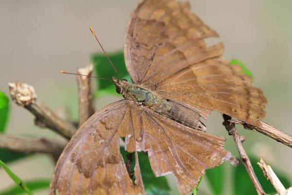 Döda Fjärilen Isolerad Grönt Blad — Stockfoto