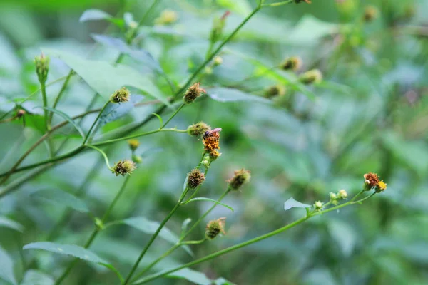 Die Natur Wold Tsiu Hang Sai Kung — Stockfoto