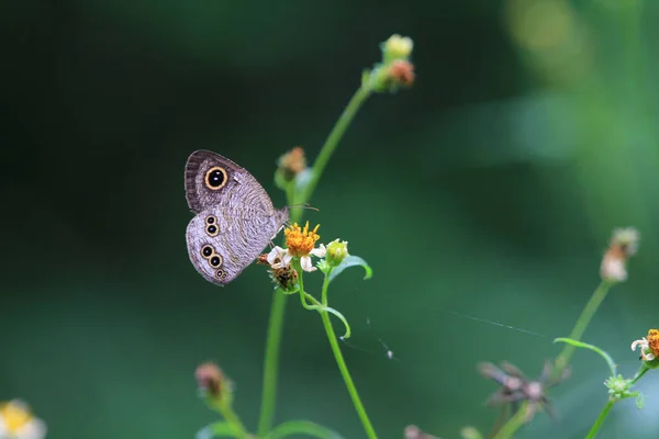 Der Schmetterling Der Natur Tsiu Hang — Stockfoto