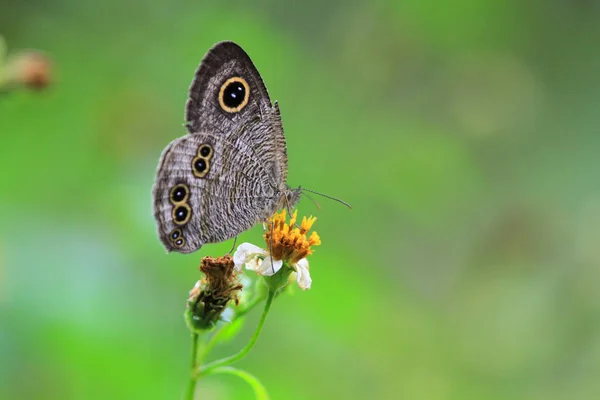 Бабочка Природе — стоковое фото