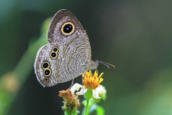 Fjärilen Nature Tsiu Hänga — Stockfoto