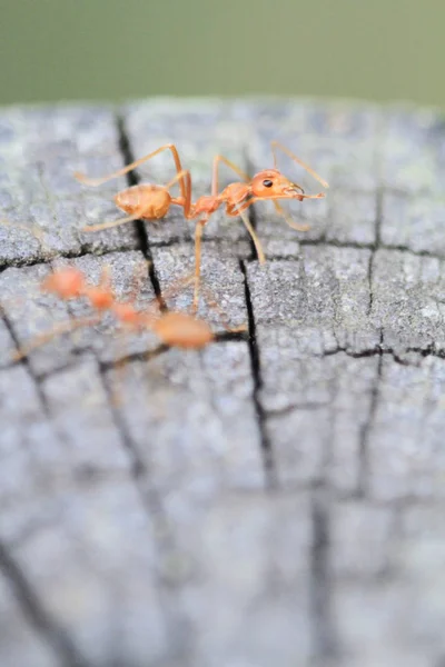 Die Nahaufnahme Einer Gruppe Gelber Ameisen — Stockfoto