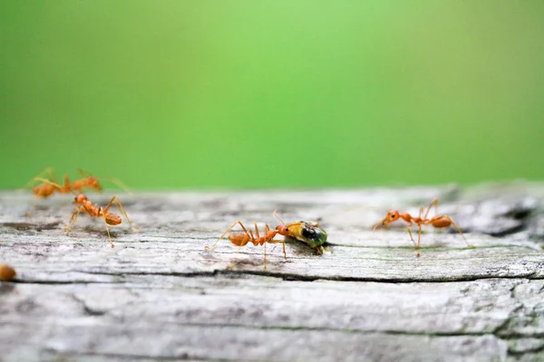Primer Plano Del Grupo Hormigas Amarillas —  Fotos de Stock