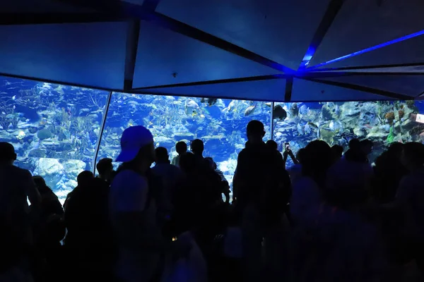 Personas Que Visitan Gran Acuario Parque Temático —  Fotos de Stock