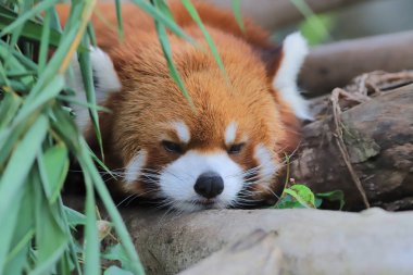red Panda Tema Parkı hong kong