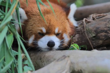 red Panda Tema Parkı hong kong