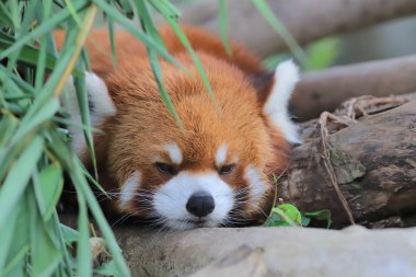 red Panda Tema Parkı hong kong
