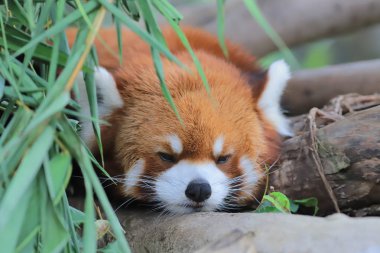 red Panda Tema Parkı hong kong
