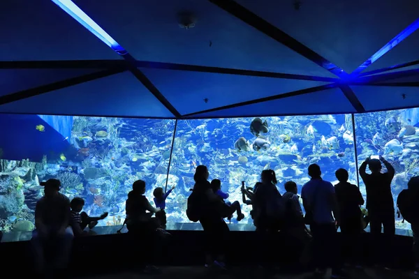 Personnes Visitant Grand Aquarium Parc Thème — Photo