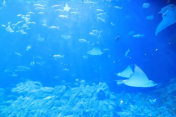 テーマパークでブルーの水族館 — ストック写真