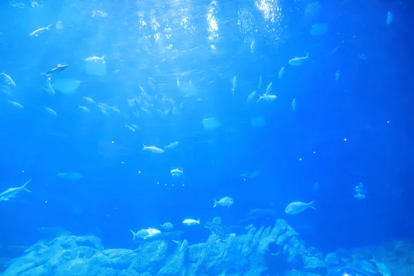 Het Blauwe Aquarium Een Attractiepark — Stockfoto