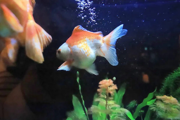 Tanque Peixe Aquário Peixe Dourado — Fotografia de Stock