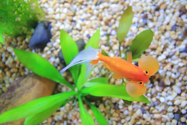 the fish tank or aquarium, gold fish