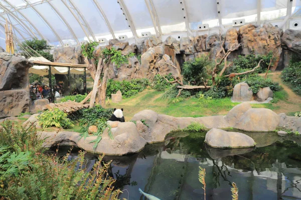 Dev siyah beyaz panda hayvanat bahçesinde rahatlatır