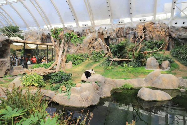 Dev siyah beyaz panda hayvanat bahçesinde rahatlatır