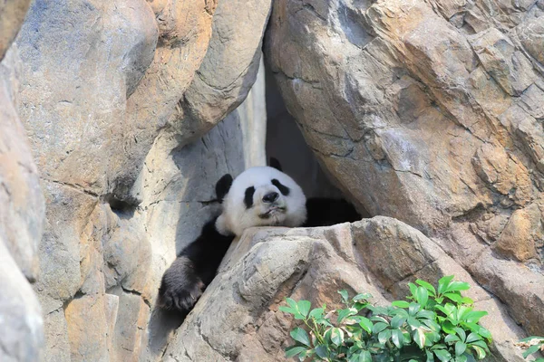 Giant Black White Panda Relaxes Zoo — Stock Photo, Image