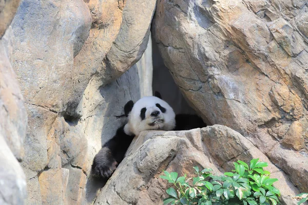 Giant black and white panda relaxes in the zoo