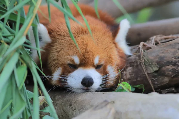 Panda Rouge Parc Thème Hong Kong — Photo