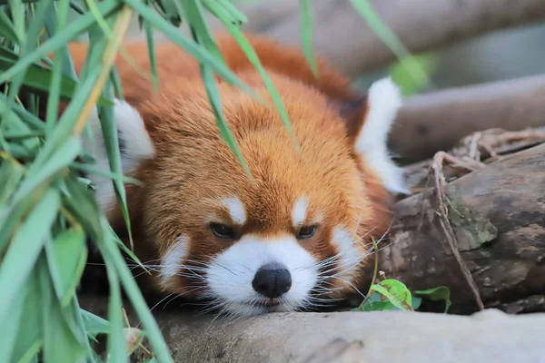 Panda Rouge Parc Thème Hong Kong — Photo